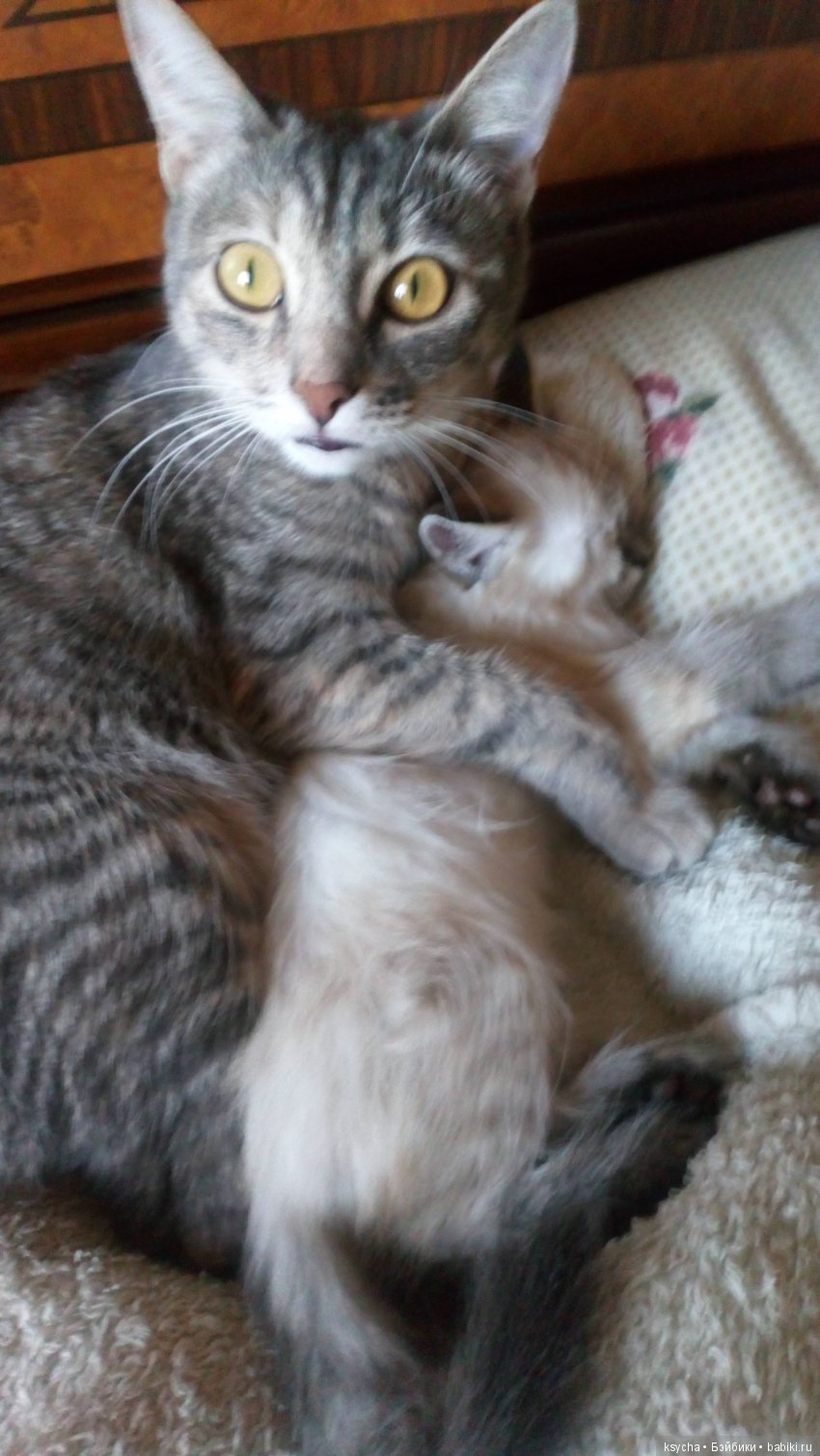 Будущий Семён Семёныч.... а пока Сёмочка (фото 8)