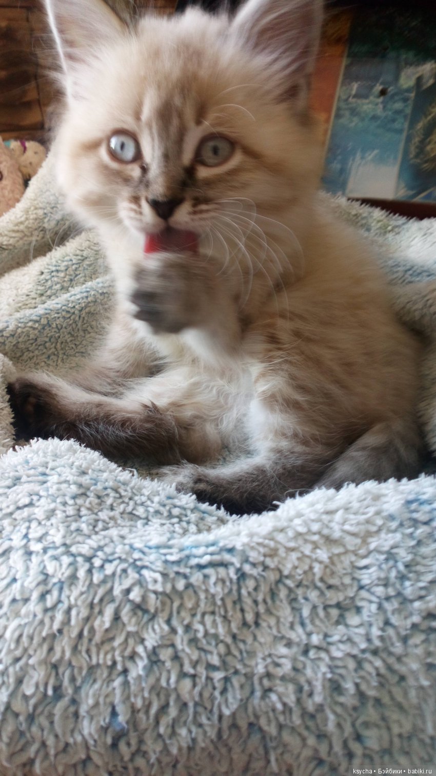 Будущий Семён Семёныч.... а пока Сёмочка (фото 6)