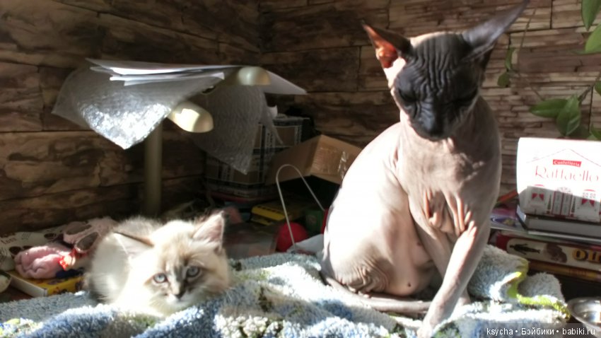 Будущий Семён Семёныч.... а пока Сёмочка (фото 3)