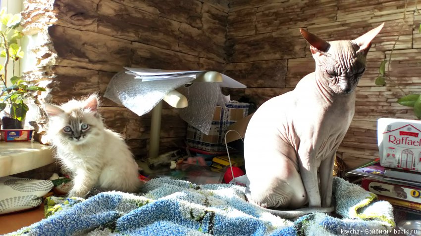 Будущий Семён Семёныч.... а пока Сёмочка