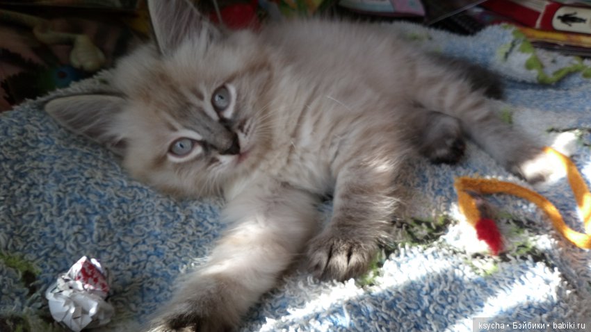 Будущий Семён Семёныч.... а пока Сёмочка