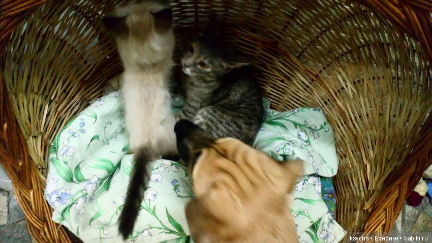 Будущий Семён Семёныч.... а пока Сёмочка (фото 9)