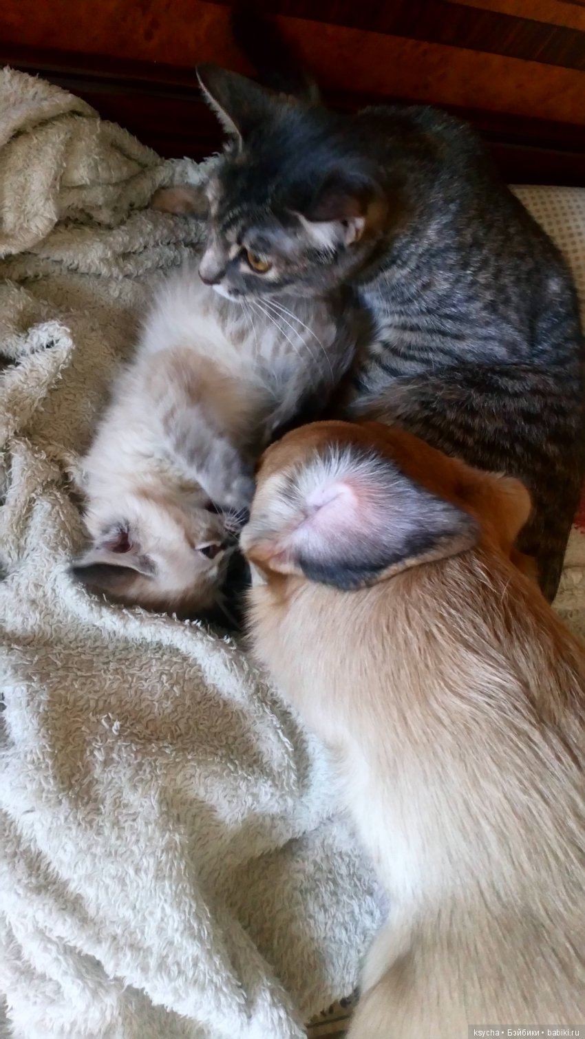 Будущий Семён Семёныч.... а пока Сёмочка (фото 10)