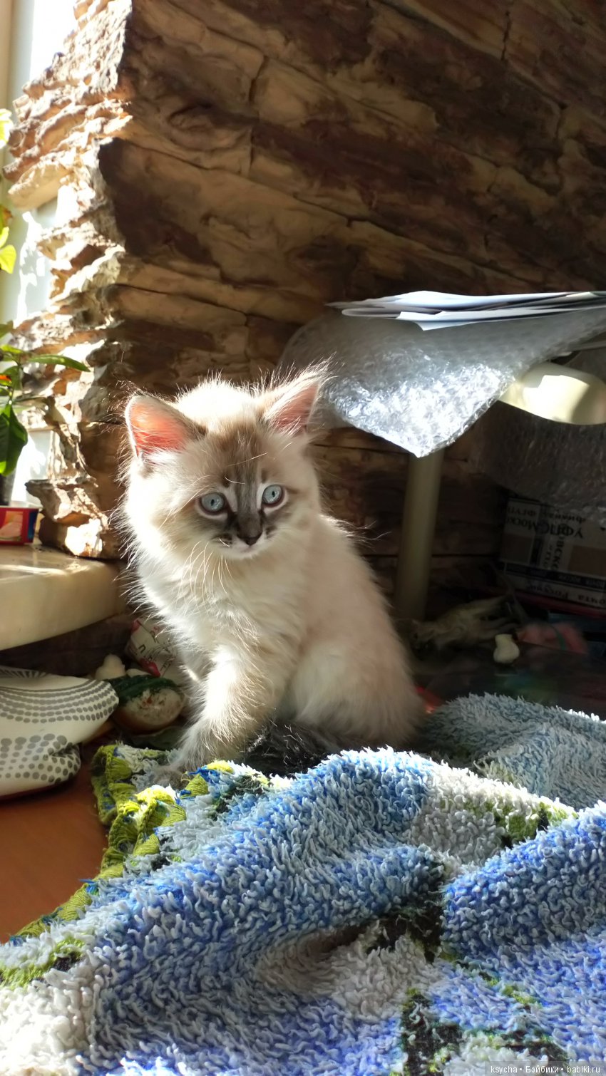 Будущий Семён Семёныч.... а пока Сёмочка (фото 2)