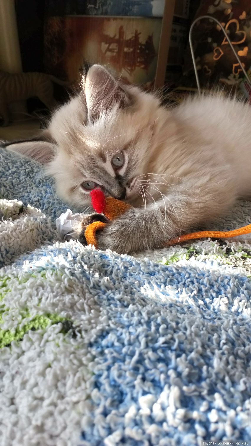 Будущий Семён Семёныч.... а пока Сёмочка (фото 4)