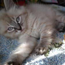 Будущий Семён Семёныч.... а пока Сёмочка