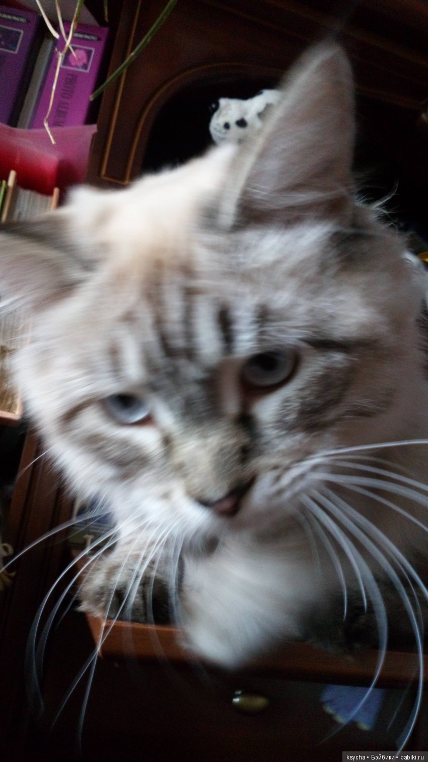 Наш Семён — Болталка и разговоры обо всем: жизнь