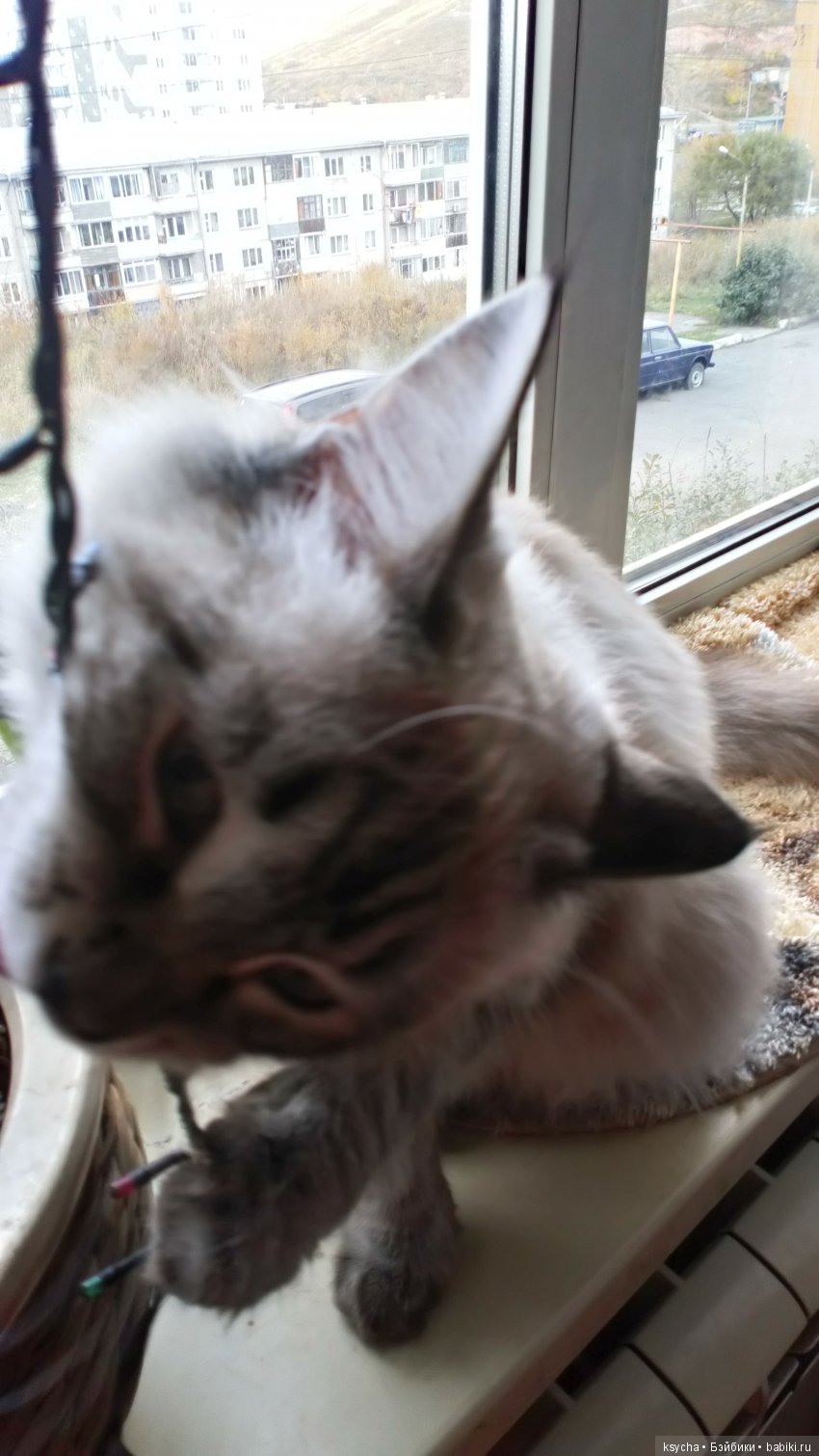 Наш Семён — Болталка и разговоры обо всем: жизнь (фото 9)