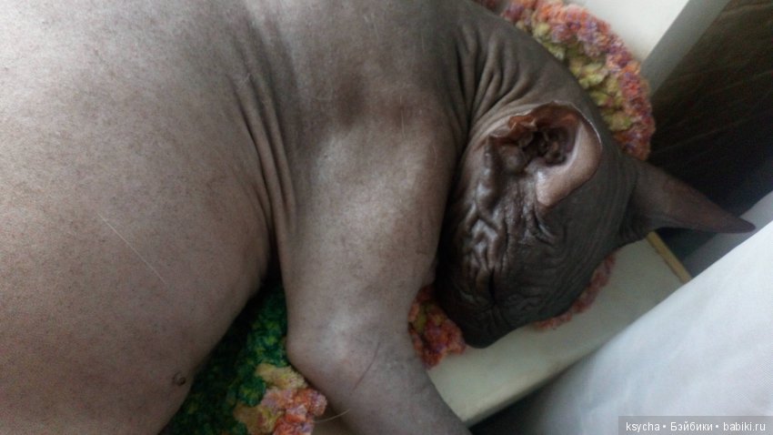 Наш Семён — Болталка и разговоры обо всем: жизнь (фото 2)