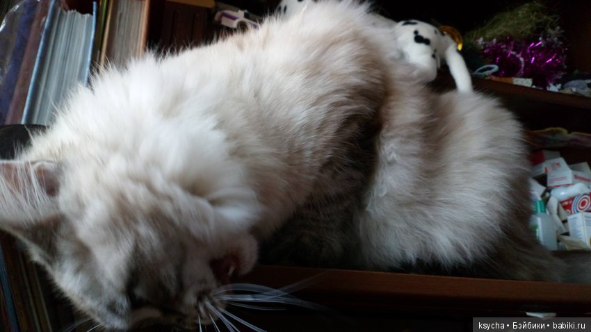 Наш Семён — Болталка и разговоры обо всем: жизнь (фото 7)