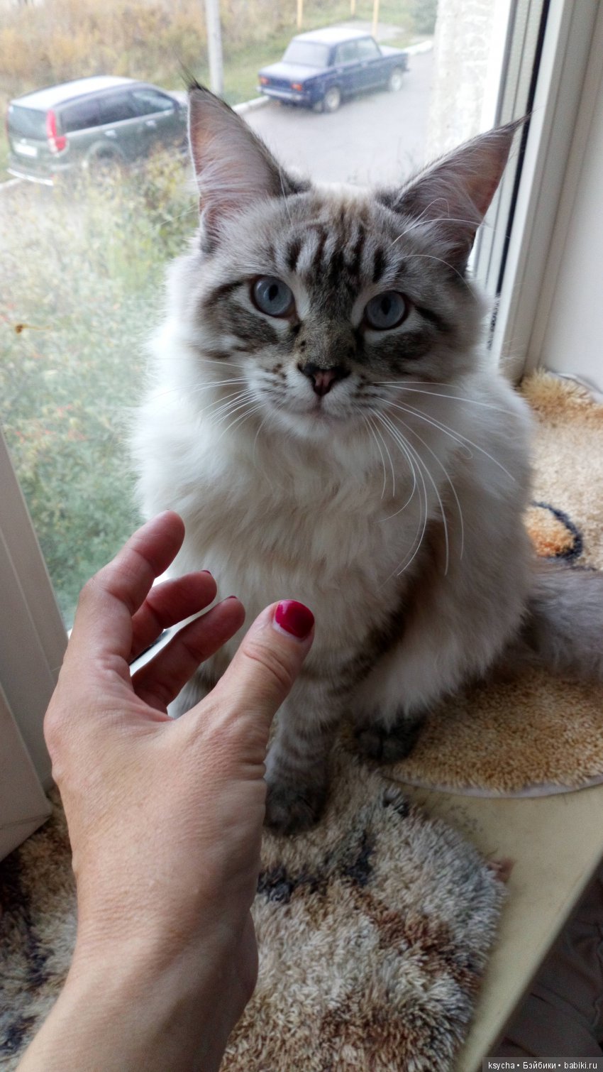 Наш Семён — Болталка и разговоры обо всем: жизнь (фото 6)