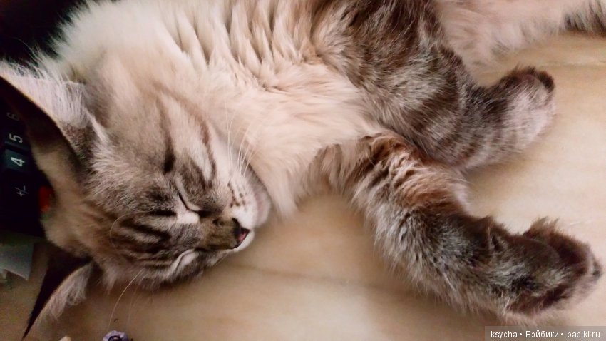 Наш Семён — Болталка и разговоры обо всем: жизнь