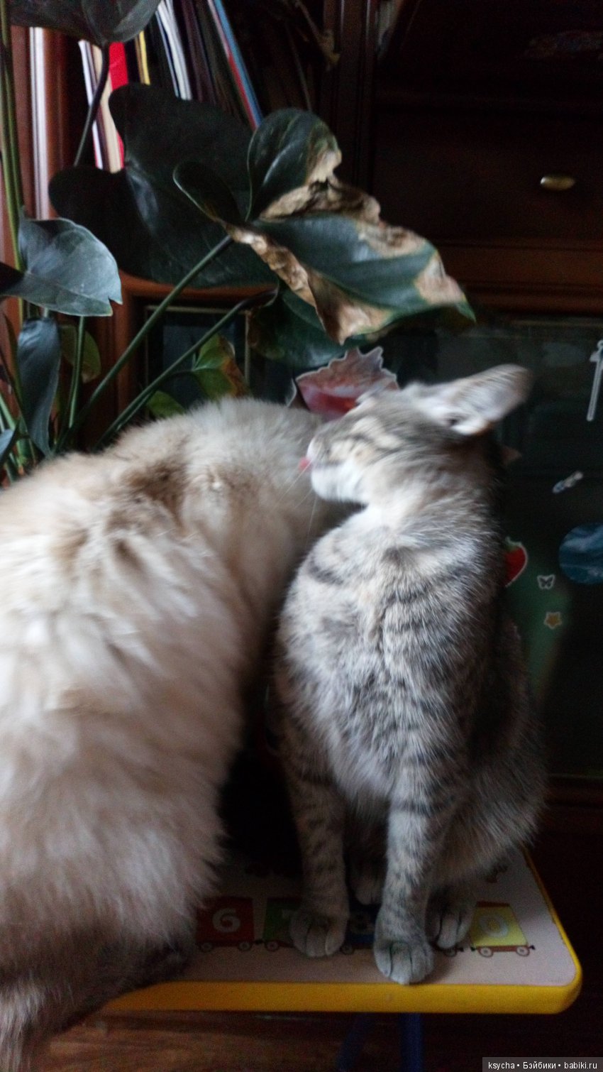 Наш Семён — Болталка и разговоры обо всем: жизнь (фото 4)