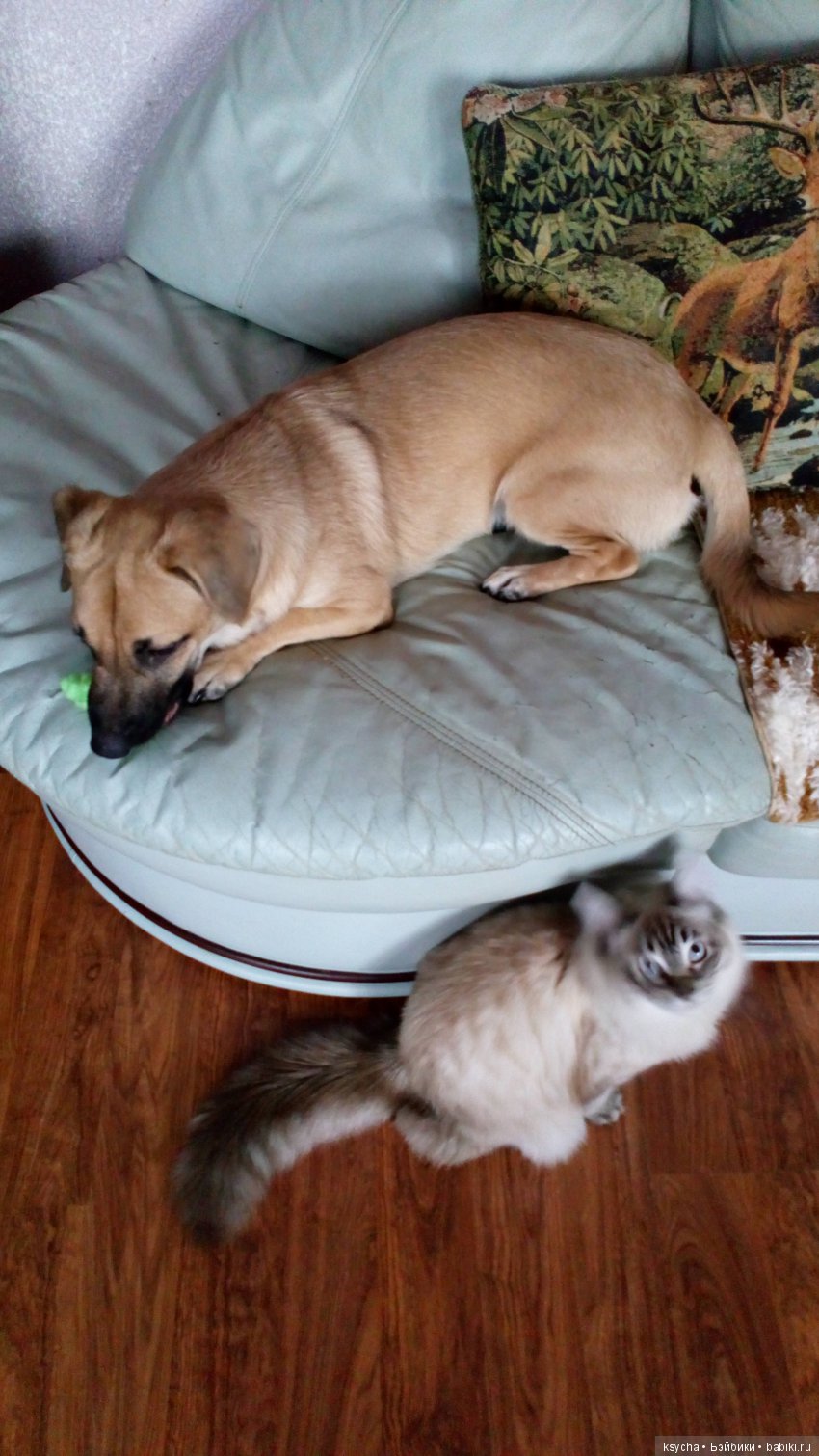 Наш Семён — Болталка и разговоры обо всем: жизнь