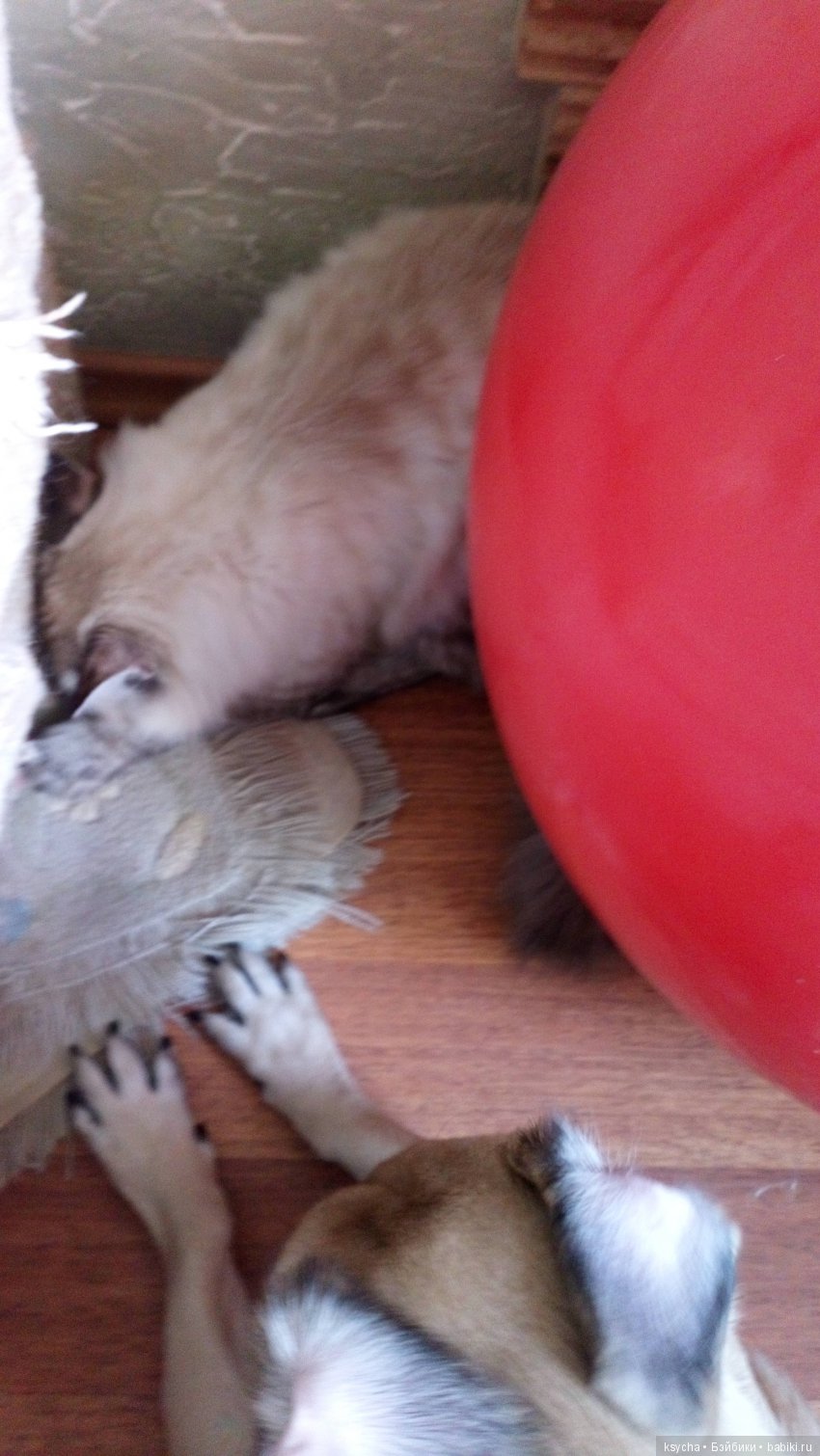 Наш Семён — Болталка и разговоры обо всем: жизнь