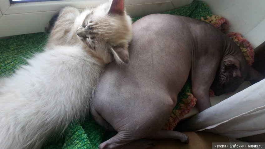 Наш Семён — Болталка и разговоры обо всем: жизнь (фото 3)