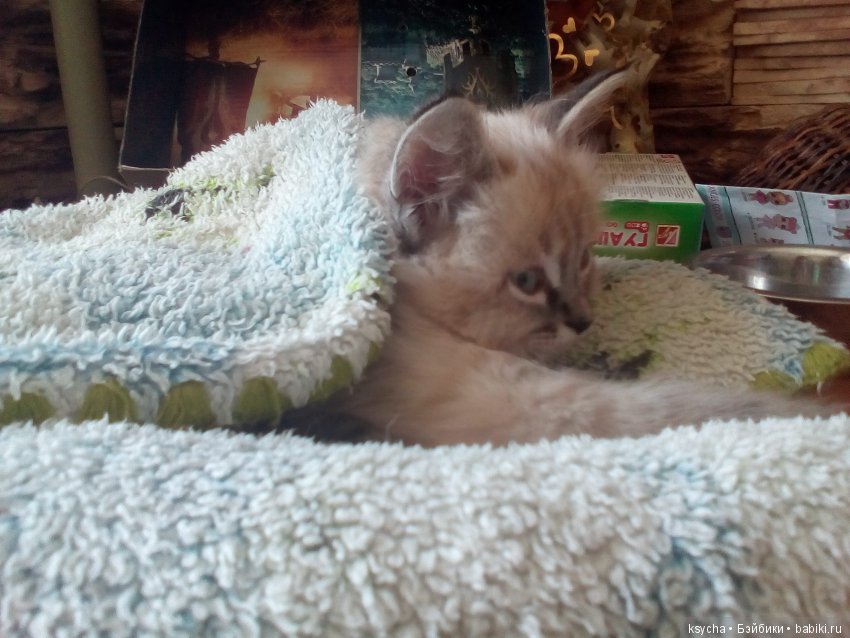 Наш Семён — Болталка и разговоры обо всем: жизнь