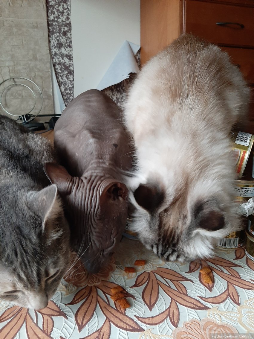 Васькина радость — Разные шарнирные куклы (не БЖД): редкие (фото 10)