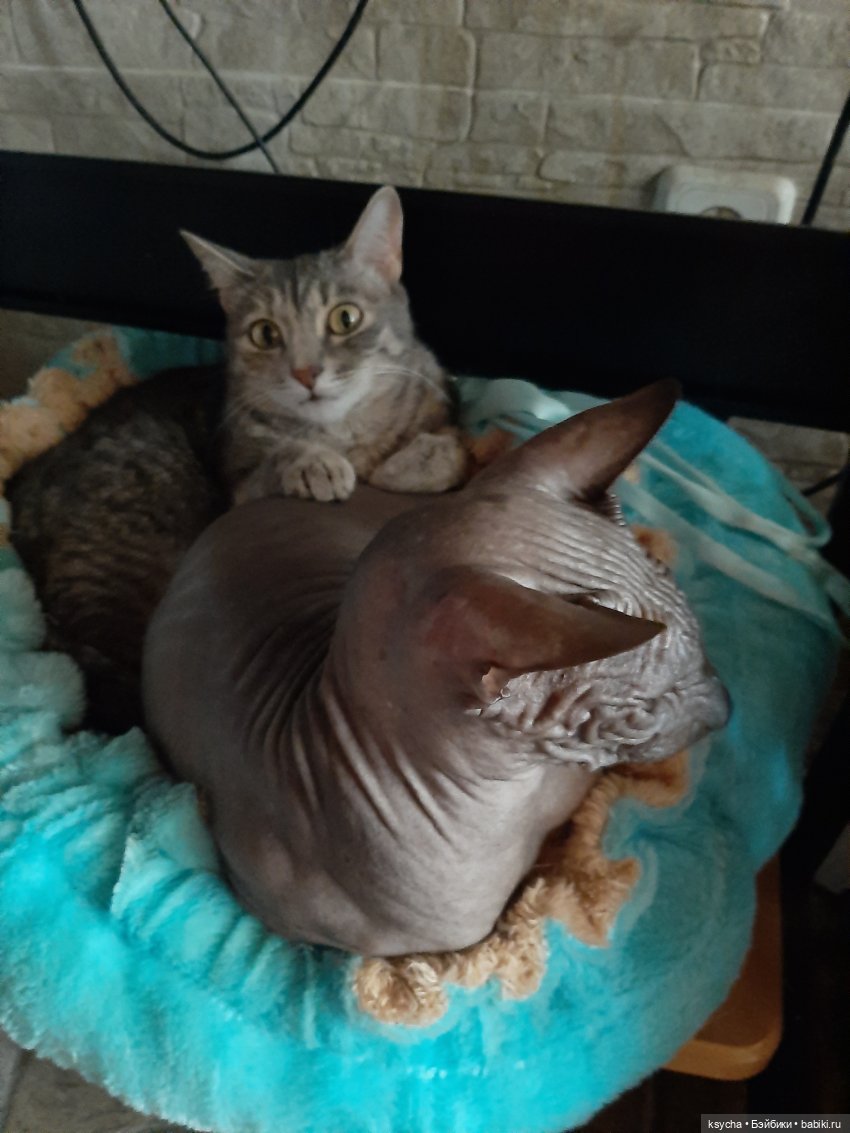 Васькина радость — Разные шарнирные куклы (не БЖД): редкие (фото 3)