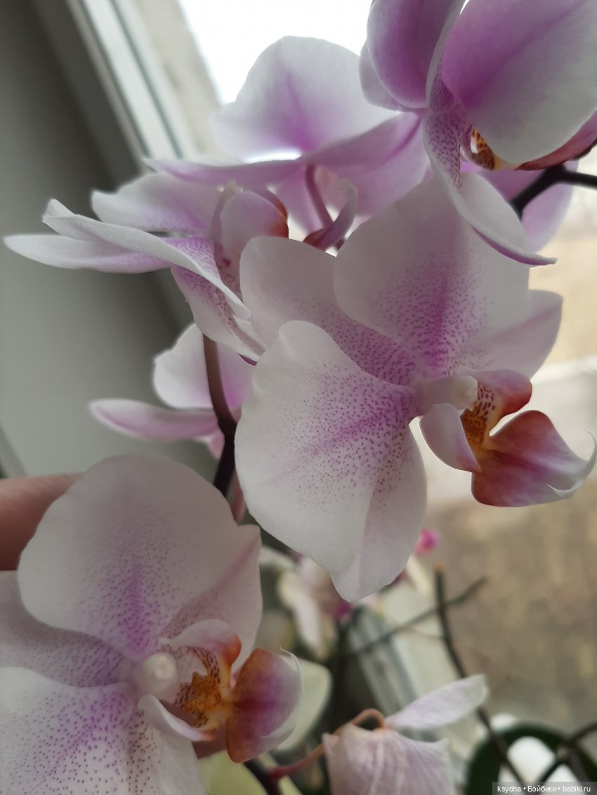 Мои домашние... джунгли — Болталка и разговоры обо всем: жизнь