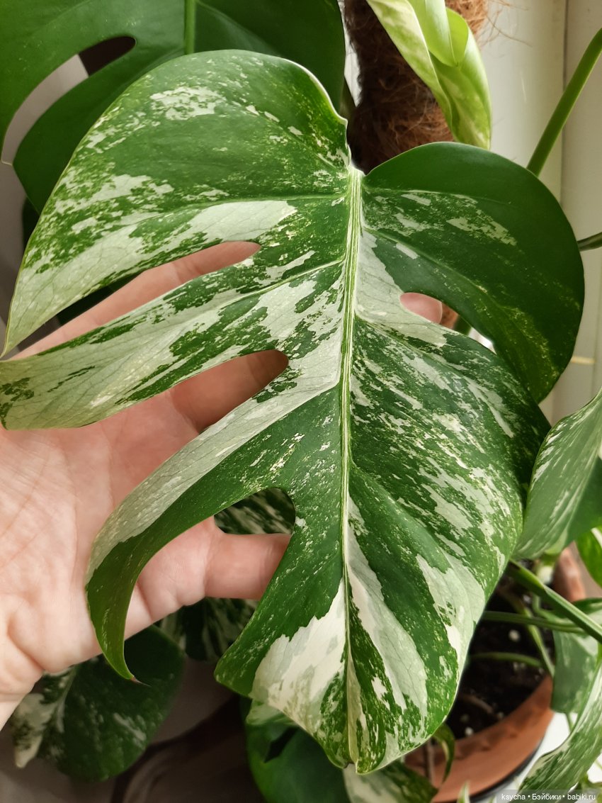 Мои домашние... джунгли — Болталка и разговоры обо всем: жизнь (фото 4)