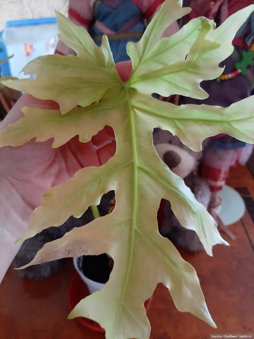 Мои домашние... джунгли — Болталка и разговоры обо всем: жизнь