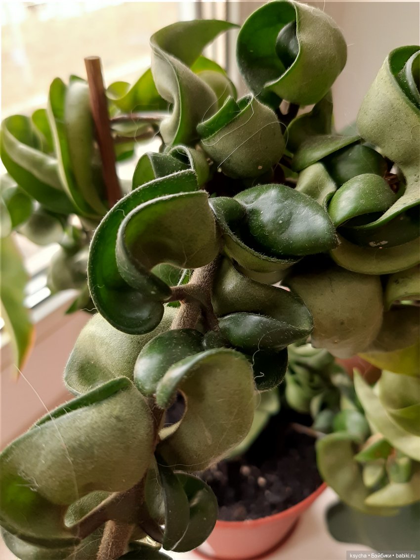 Мои домашние... джунгли — Болталка и разговоры обо всем: жизнь