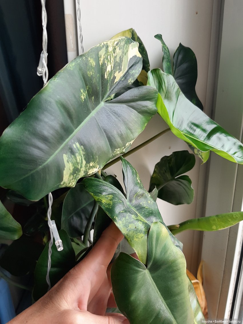 Мои домашние... джунгли — Болталка и разговоры обо всем: жизнь