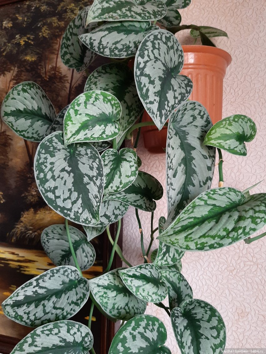 Мои домашние... джунгли — Болталка и разговоры обо всем: жизнь