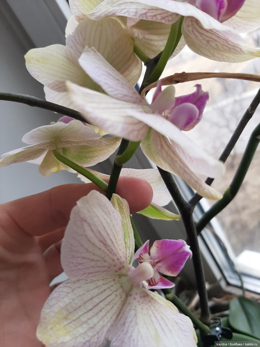 Мои домашние... джунгли — Болталка и разговоры обо всем: жизнь