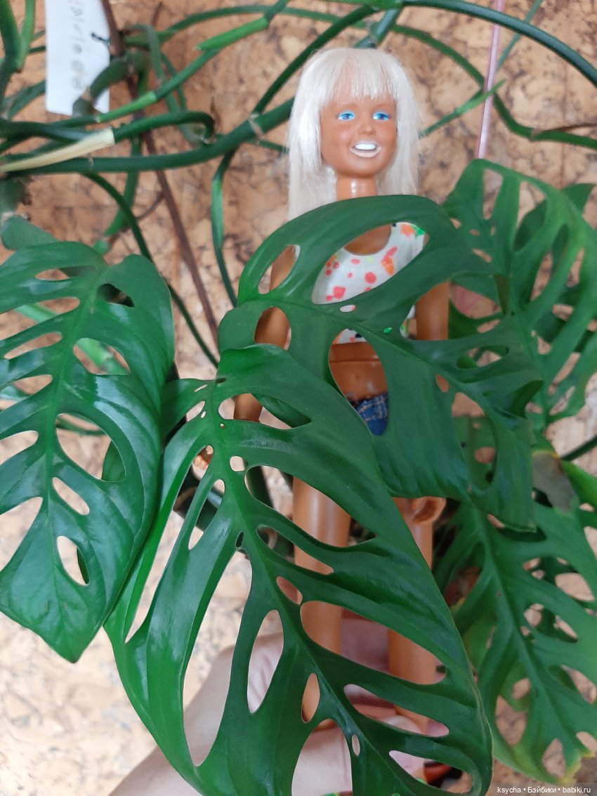 Мои домашние... джунгли — Болталка и разговоры обо всем: жизнь (фото 6)