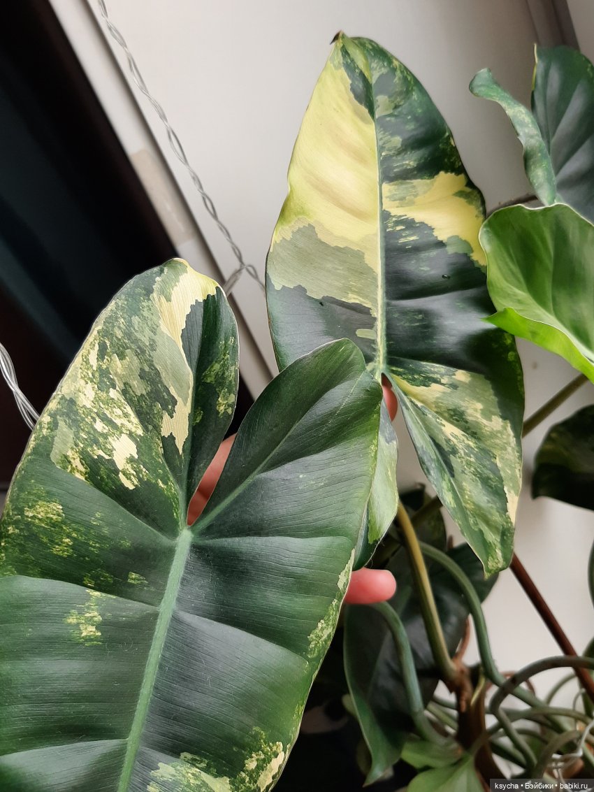 Мои домашние... джунгли — Болталка и разговоры обо всем: жизнь