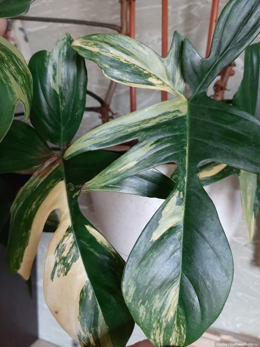 Мои домашние... джунгли — Болталка и разговоры обо всем: жизнь