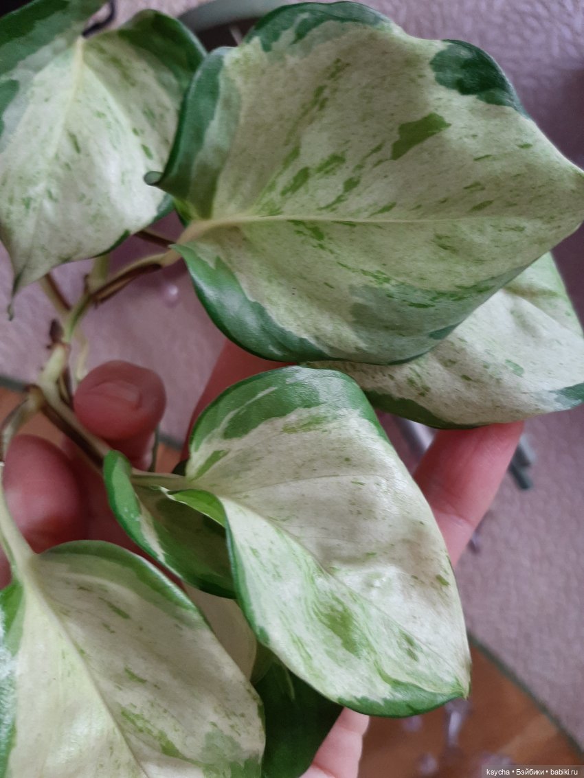 Мои домашние... джунгли — Болталка и разговоры обо всем: жизнь