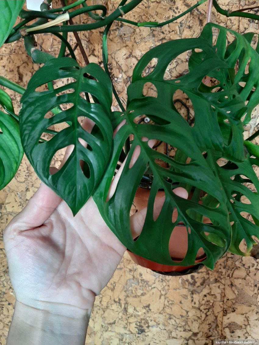 Мои домашние... джунгли — Болталка и разговоры обо всем: жизнь (фото 7)