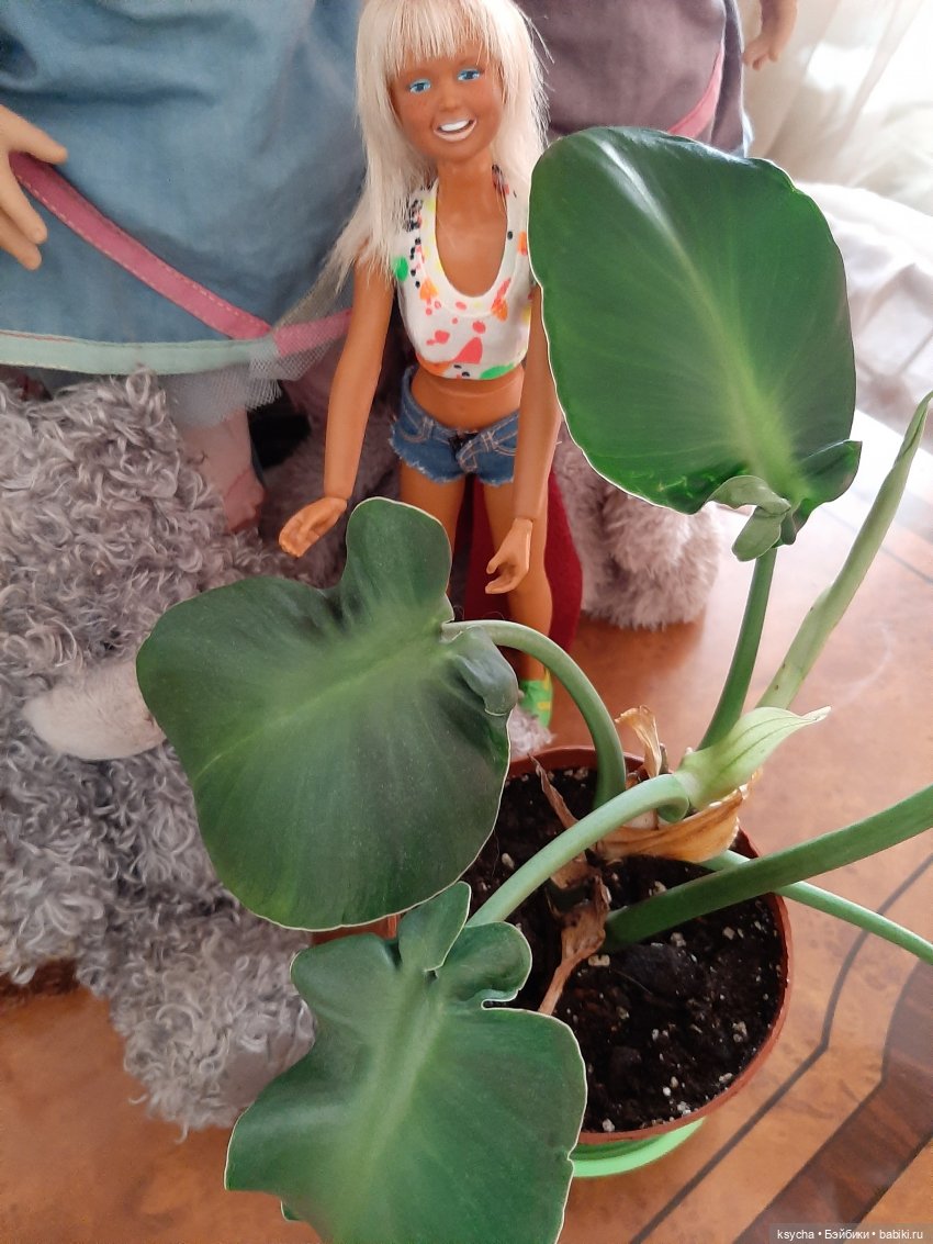 Мои домашние... джунгли — Болталка и разговоры обо всем: жизнь