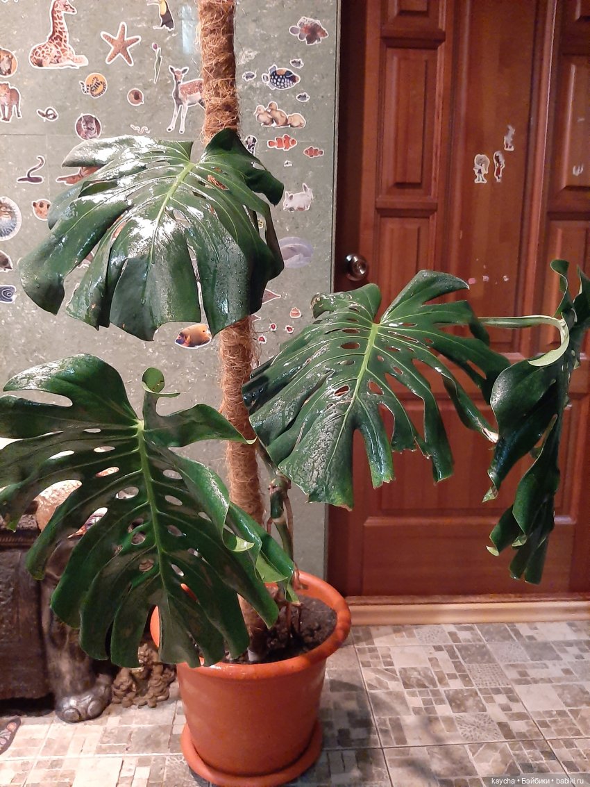 Мои домашние... джунгли — Болталка и разговоры обо всем: жизнь (фото 2)