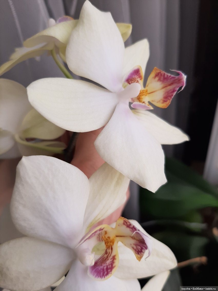 Мои домашние... джунгли — Болталка и разговоры обо всем: жизнь