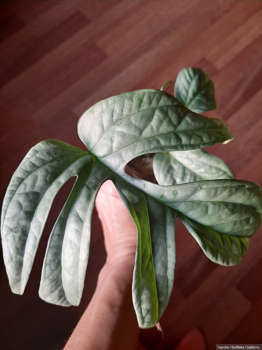 Мои домашние... джунгли — Болталка и разговоры обо всем: жизнь