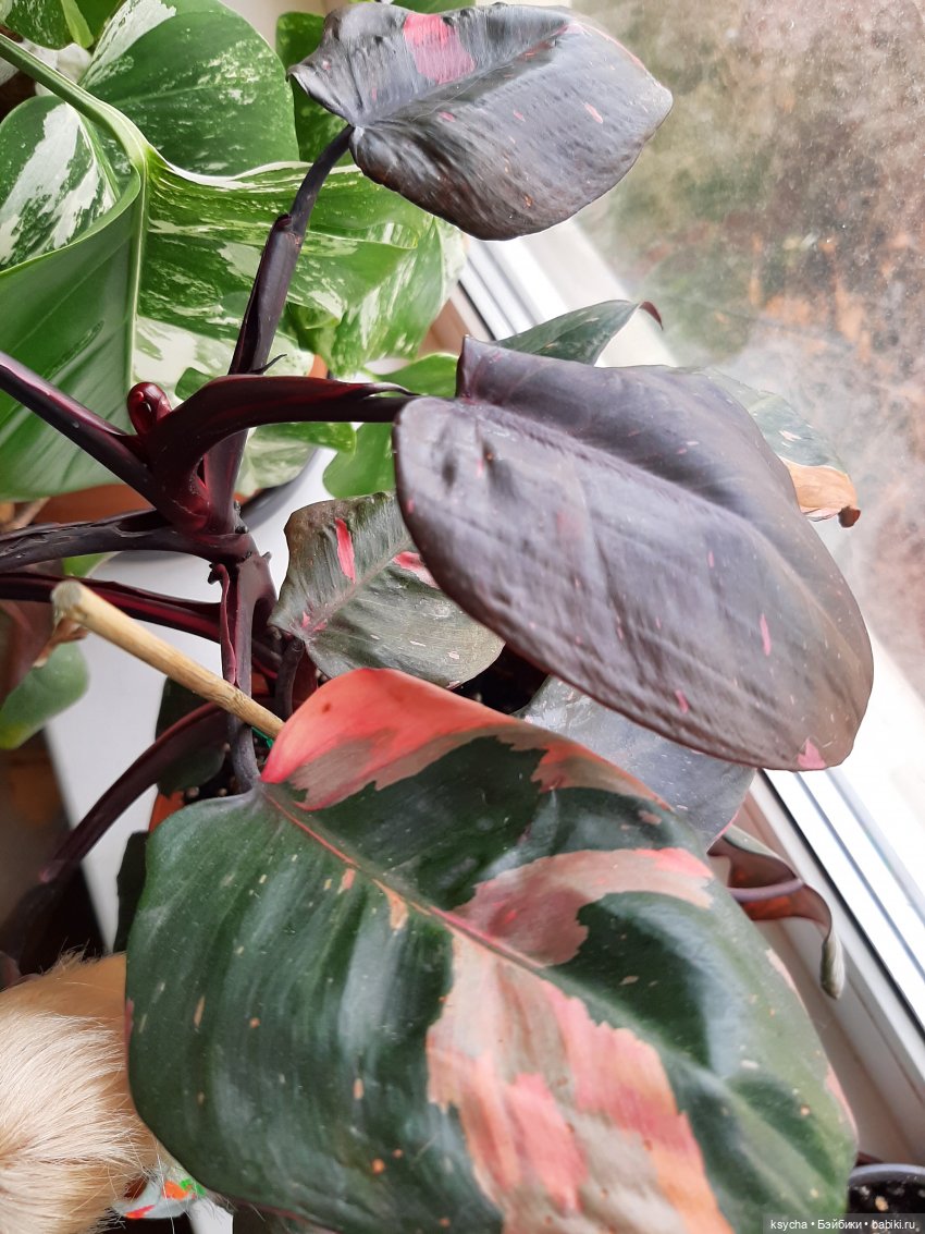 Мои домашние... джунгли — Болталка и разговоры обо всем: жизнь (фото 9)