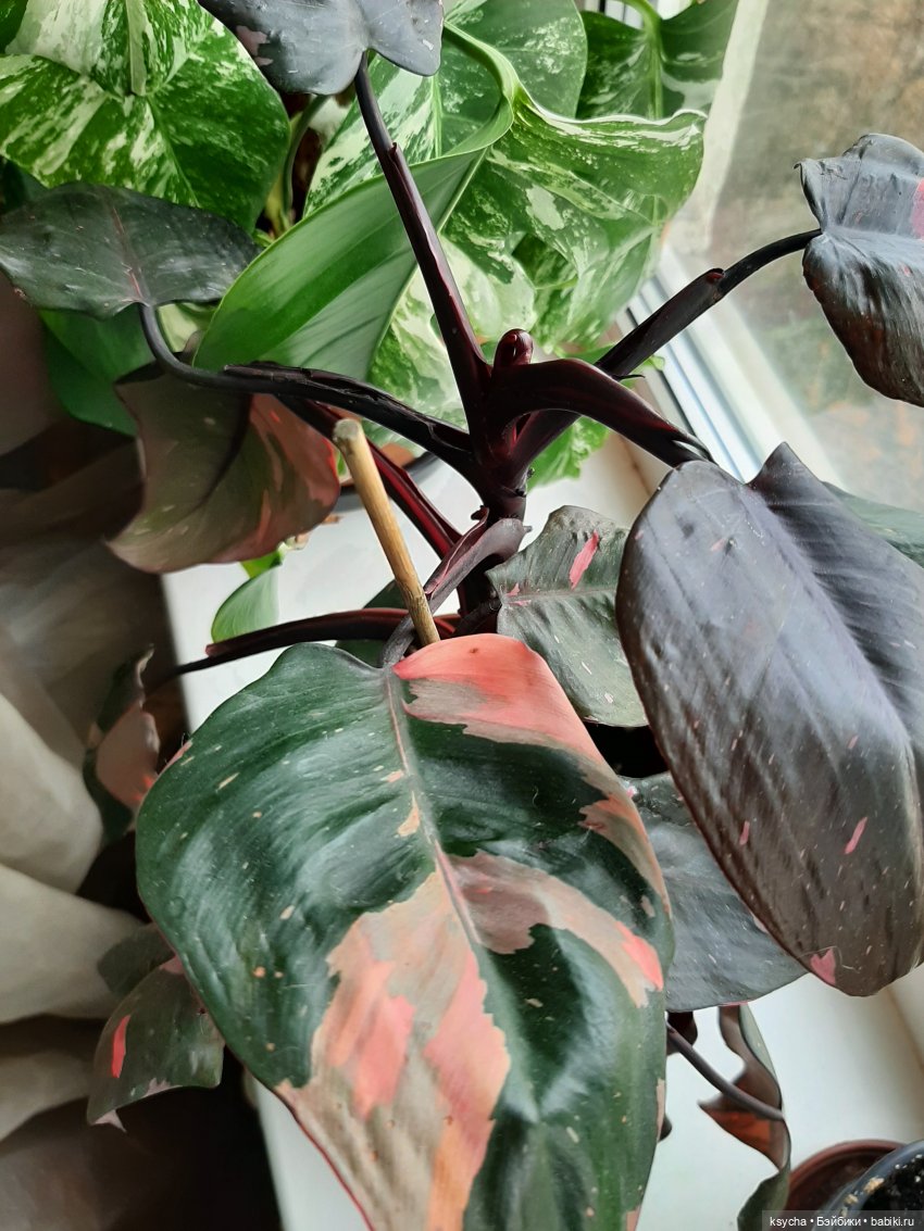 Мои домашние... джунгли — Болталка и разговоры обо всем: жизнь (фото 8)