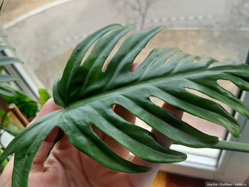 Мои домашние... джунгли — Болталка и разговоры обо всем: жизнь