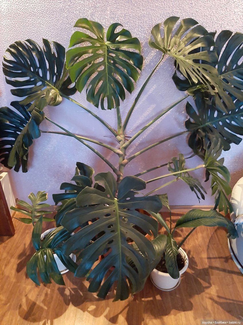 Мои домашние... джунгли — Болталка и разговоры обо всем: жизнь