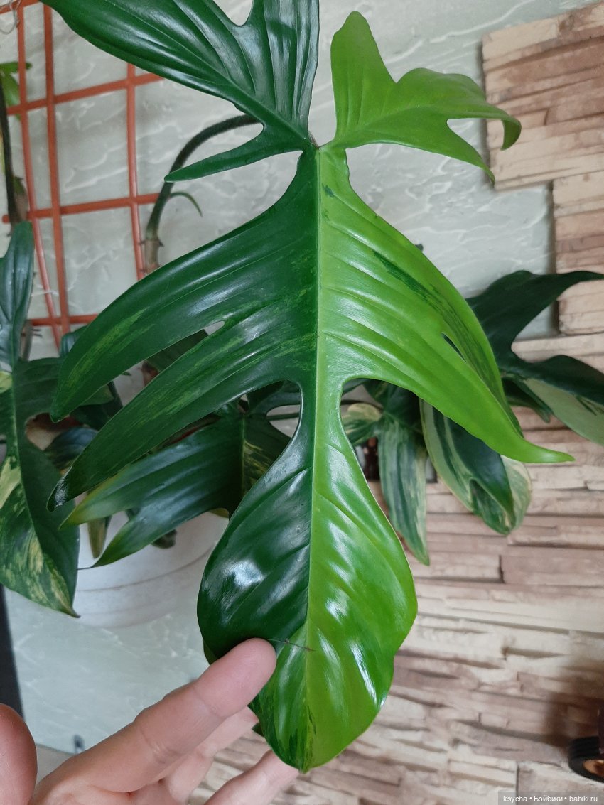 Мои домашние... джунгли — Болталка и разговоры обо всем: жизнь