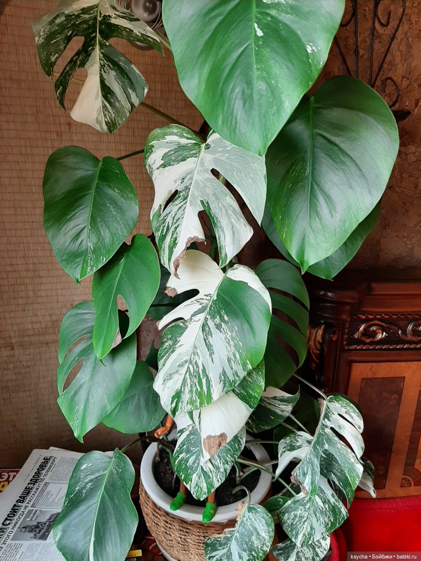 Мои домашние... джунгли — Болталка и разговоры обо всем: жизнь (фото 3)