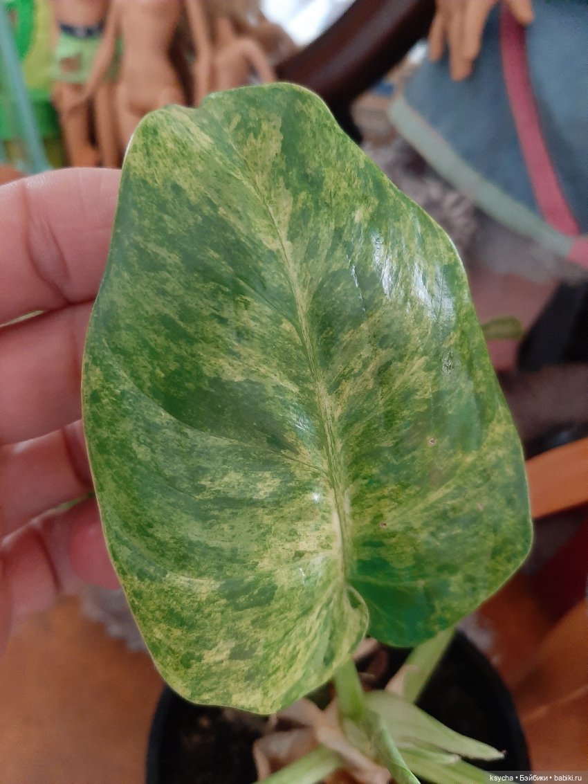 Мои домашние... джунгли — Болталка и разговоры обо всем: жизнь