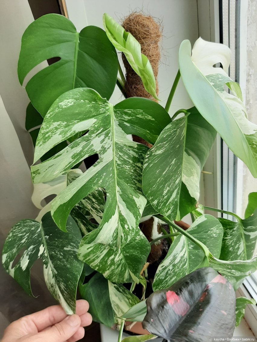 Мои домашние... джунгли — Болталка и разговоры обо всем: жизнь (фото 5)