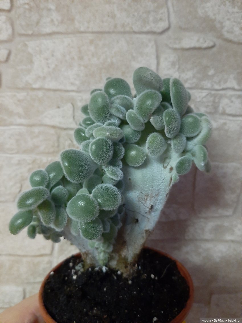 Мои домашние... джунгли — Болталка и разговоры обо всем: жизнь