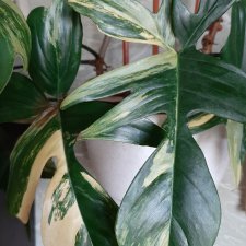 Мои домашние... джунгли