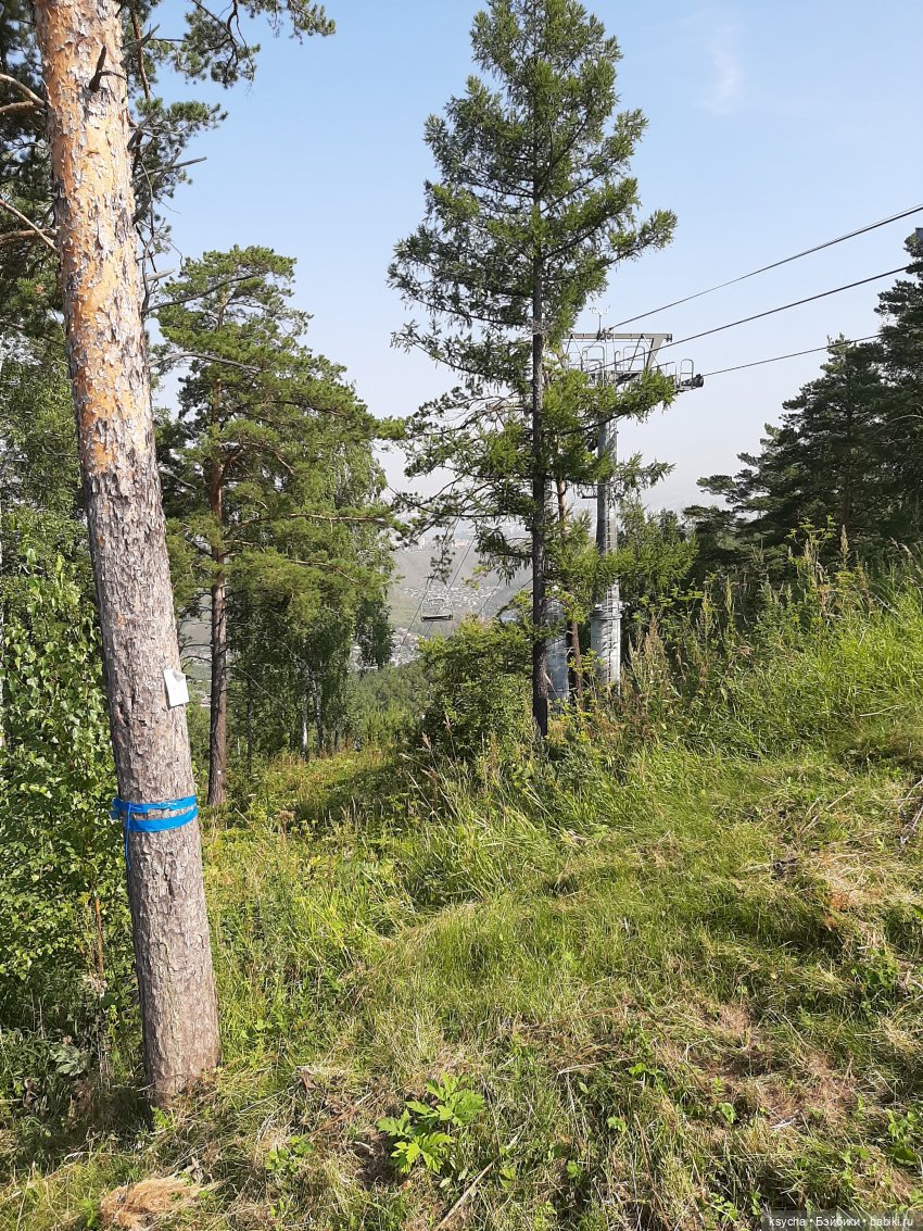 Фан парк Бобровый Лог в Красноярске (фото 8)